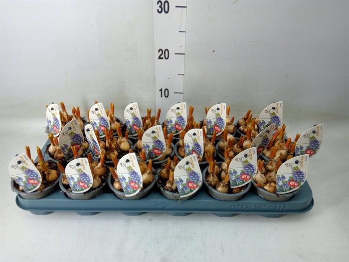 <h4>Muscari   ...</h4>