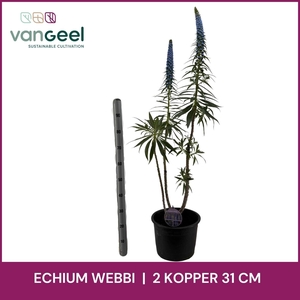 ECHIUM WEBBII