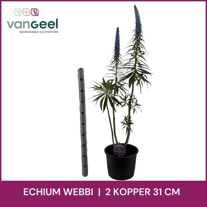 <h4>ECHIUM WEBBII</h4>