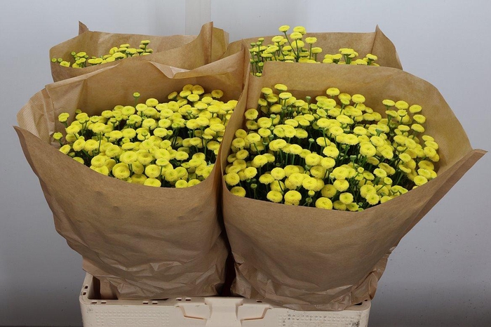 <h4>Tana Pa Amazone</h4>