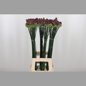 Allium Sphaerocephal (kogel)