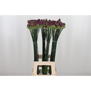 Allium Sphaerocephal (kogel)