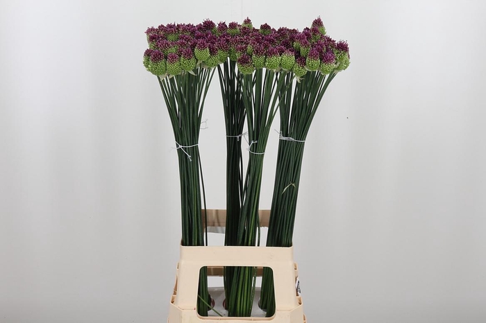 <h4>Allium Sphaerocephal (kogel)</h4>