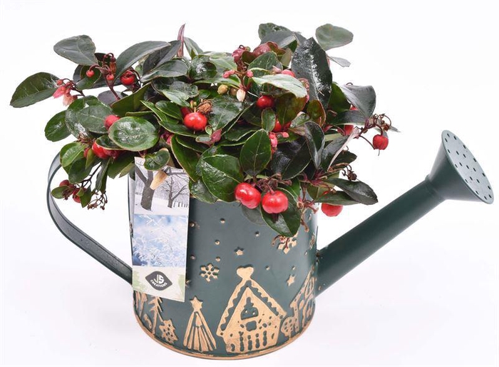 <h4>Zink gieter Kerstopdr. gro 10//24cm</h4>