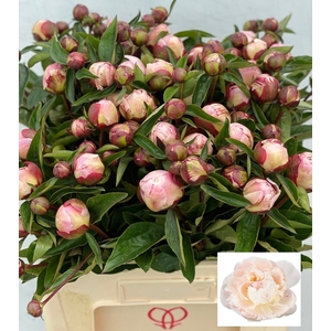 PAEO L GARDENIA