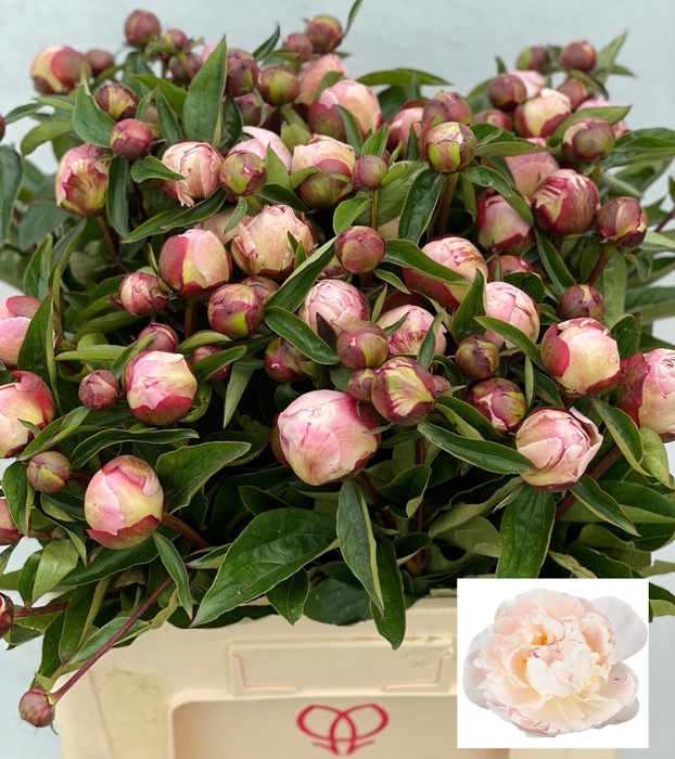<h4>PAEO L GARDENIA</h4>