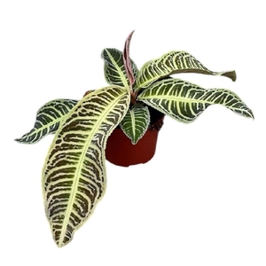 Overig planten Labisia Japonica