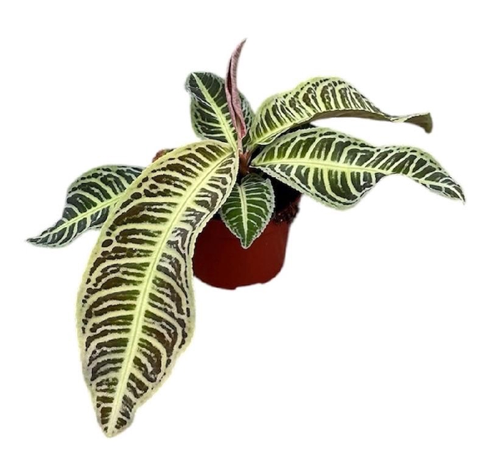 <h4>Overig planten Labisia Japonica</h4>