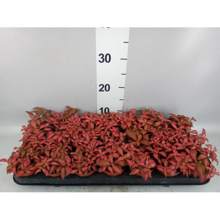 <h4>Fittonia verschaf. 'Forest Flame'</h4>