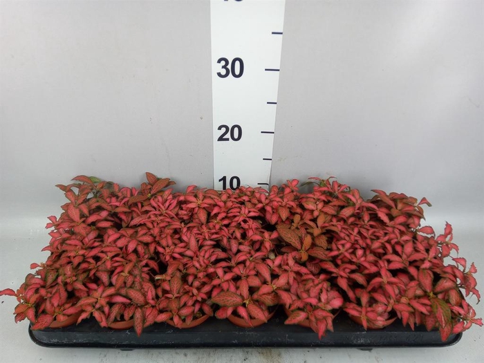 Fittonia verschaf. 'Forest Flame'