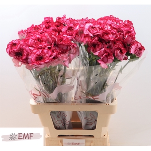 DI ST BACARAT PURPLE