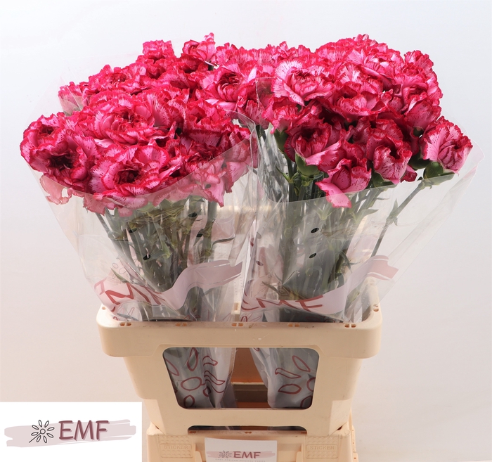 <h4>DI ST BACARAT PURPLE</h4>