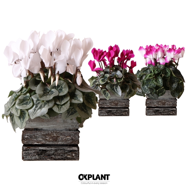 Cyclamen mix in Wooden bark