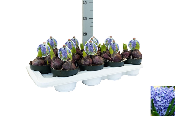 <h4>Hyacint Aqua</h4>