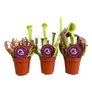 Sarracenia mix 5,5 cm