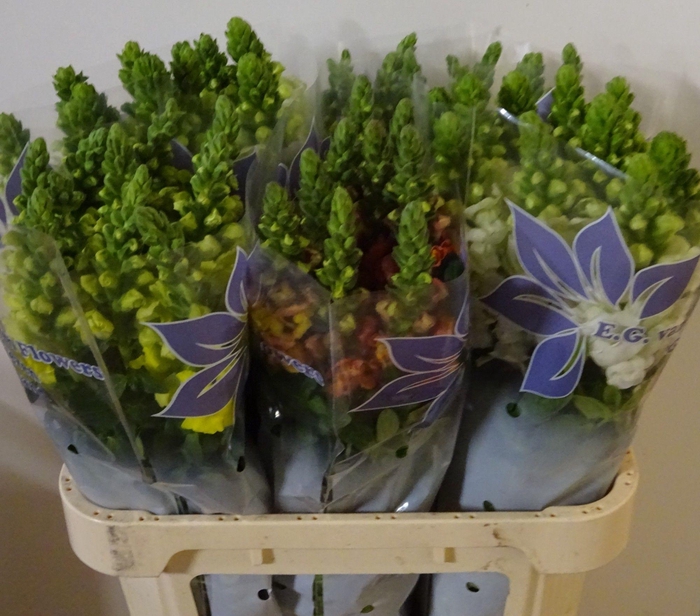 <h4>ANTIR GEM IN FUST</h4>