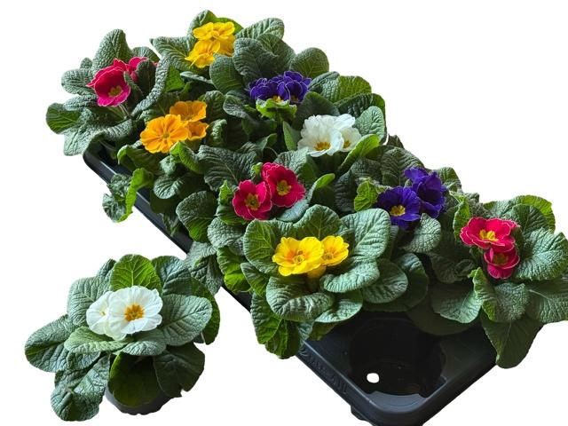 <h4>PRIM AC GEM</h4>