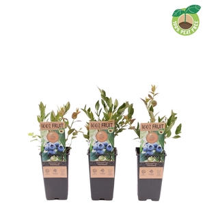 Vaccinium cor. 'Northland', P15