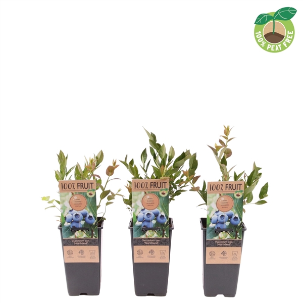 <h4>Vaccinium cor. 'Northland', P15</h4>