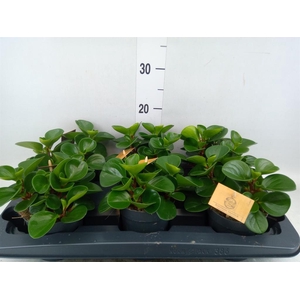Peperomia obt. 'Green Gold'