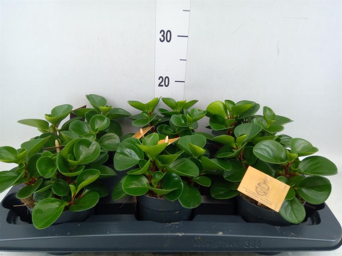 <h4>Peperomia obt. 'Green Gold'</h4>