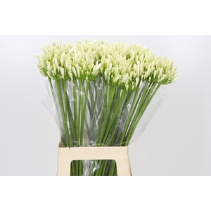 Agapanthus EYFORI White