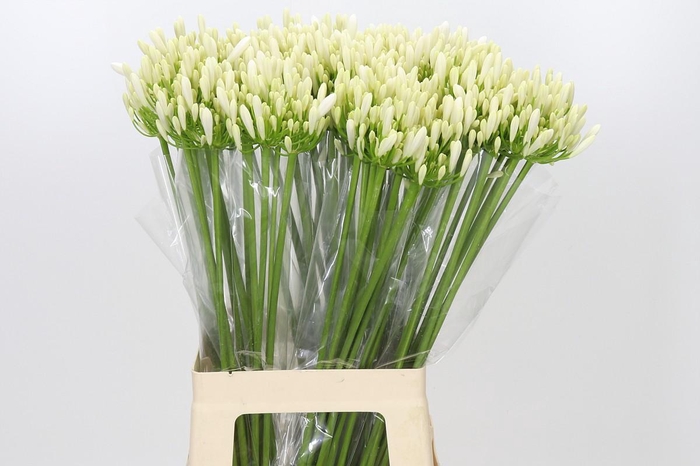 <h4>Agapanthus EYFORI White</h4>