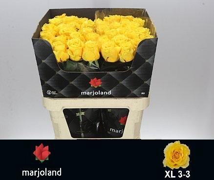 <h4>R GR PALMARES! JONG GEWAS 3-3 XL</h4>