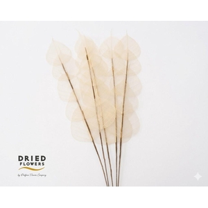 Dried Bleached Ficus Stem