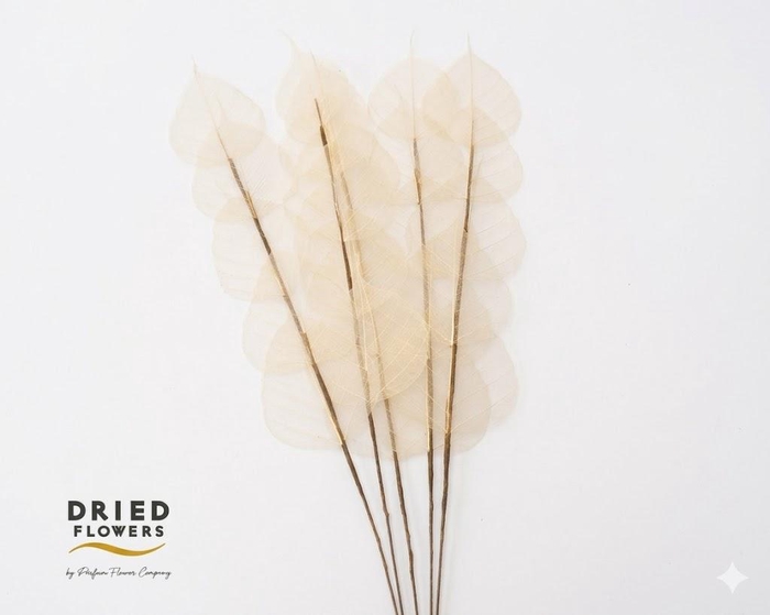 <h4>Dried Bleached Ficus Stem</h4>