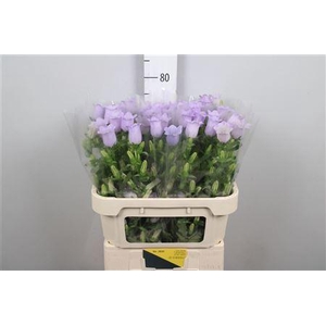 Camp M Champion Lavender