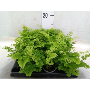 Adiantum raddi. 'Fritz-Luthi'