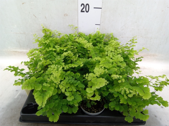 <h4>Adiantum raddi. 'Fritz-Luthi'</h4>