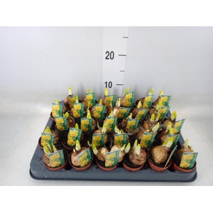 Narcissus  'Tete a tete'