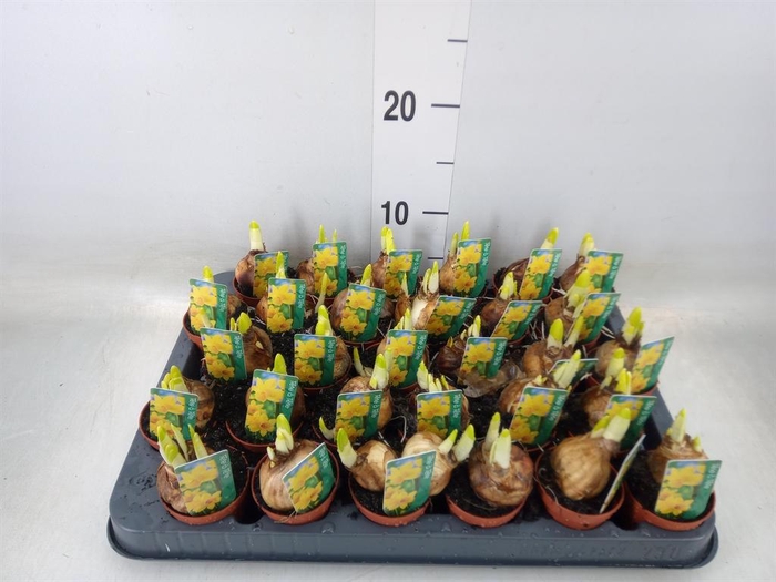 <h4>Narcissus  'Tete a tete'</h4>