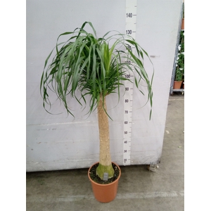 Beaucarnea recurvata