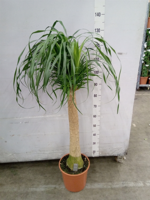 <h4>Beaucarnea recurvata</h4>