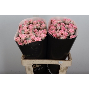 Wax-Rozen Wax Classic Baby Pink