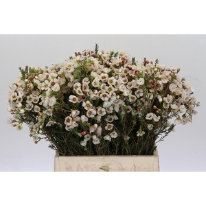 Chamelaucium Moonlight Delight