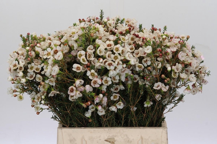 <h4>Chamelaucium Moonlight Delight</h4>