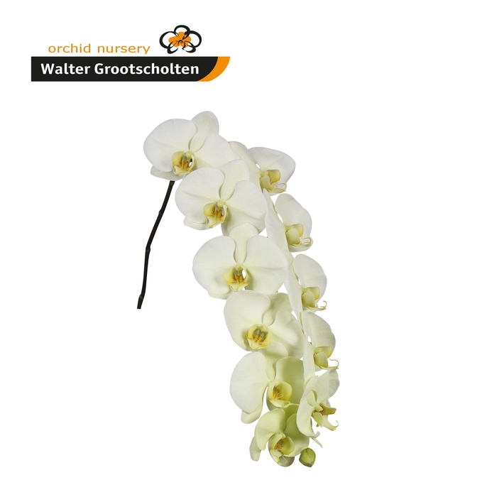 <h4>Phalaenopsis Limon bella 9-13 Doos</h4>