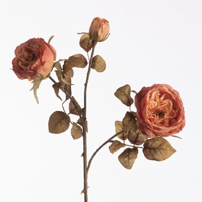 <h4>Af Rosa Dried X3 L60cm Peach</h4>