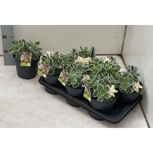 SEDUM TE VIE EN ROSE