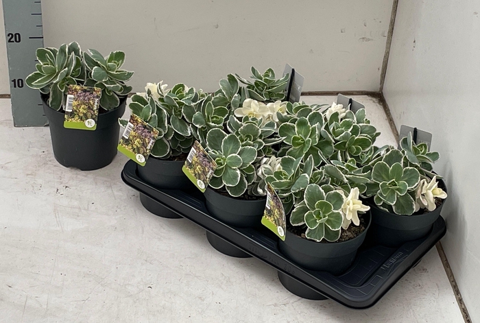 <h4>SEDUM TE VIE EN ROSE</h4>