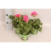 Pelargonium peltatum Teske (Lila)