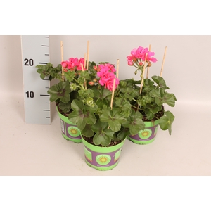 Pelargonium peltatum Ana (Rose)