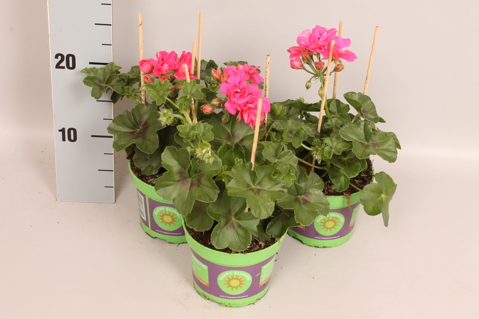 <h4>Pelargonium peltatum Ana (Rose)</h4>