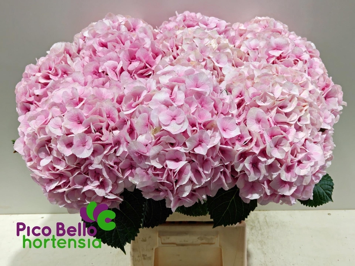 <h4>HYDR M MY VIENNA</h4>