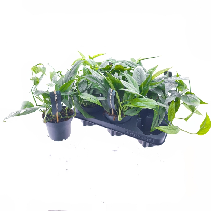 <h4>EPIPR CEBU BLUE</h4>