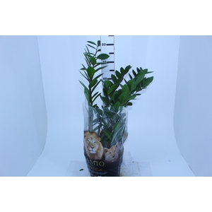 ZAMIOCULCAS P24